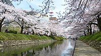 松川河岸的樱花