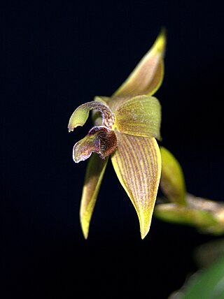 <i>Cyrtidiorchis</i> Genus of orchids
