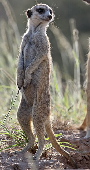 File:Meerkat (or suricate), Suricata suricatta, at Kgalagadi Transfrontier Park, Northern Cape, South Africa (35329023615).jpg