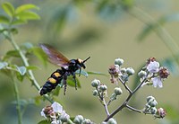 Scolie des jardins