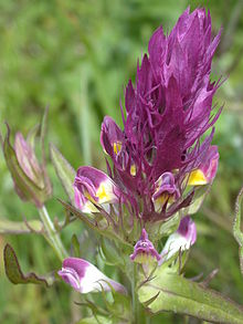 Браслеты Melampyrum arvense 02 19052002 6.JPG