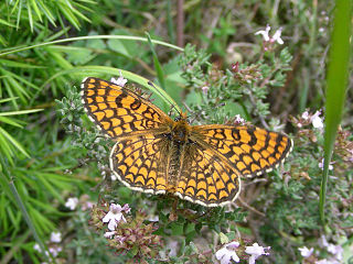 Provençal fritillary Species of butterfly