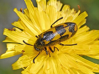<i>Mylabris flexuosa</i> Species of beetle