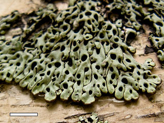 <i>Menegazzia</i> genus of fungi