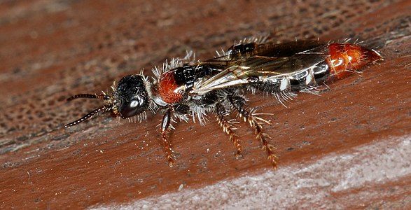 Thynnidae - thynnid wasps (Meria sp.)