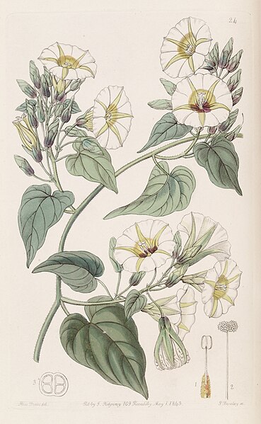 File:Merremia umbellata (Ipomoea cymosa) Bot. Reg. 29. 24. 1843.jpg