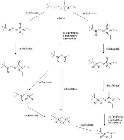 The metabolism of terbufos in goats Metabolism of terbufos in goats.png