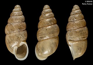 <i>Apoecus</i> Genus of gastropods