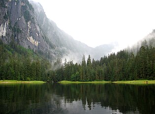 Forest, Misty Fjords National Monument, Alaska