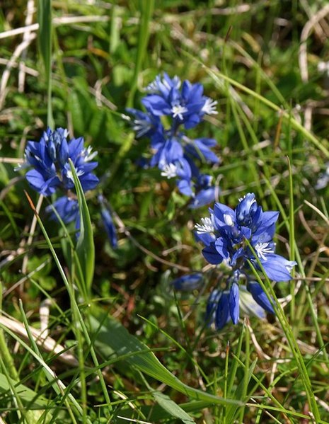 File:Milkwort, Morgan's Hill - geograph.org.uk - 1345963.jpg