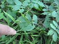 Ficheiro:Mimosa pudica leaves folding when touched 3.ogv