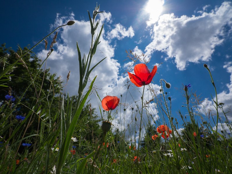 File:Mohn.20140615.jpg