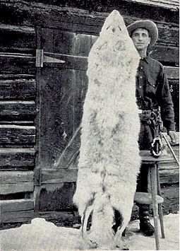 100 pound native Montana wolf taken in 1928 Montana wolf 100 lbs 1928 Young & Goldman USFWS.jpg