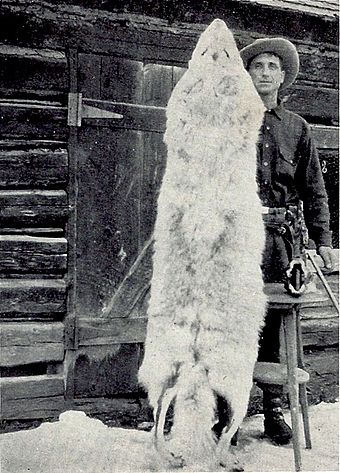 100 pound native Montana wolf taken in 1928