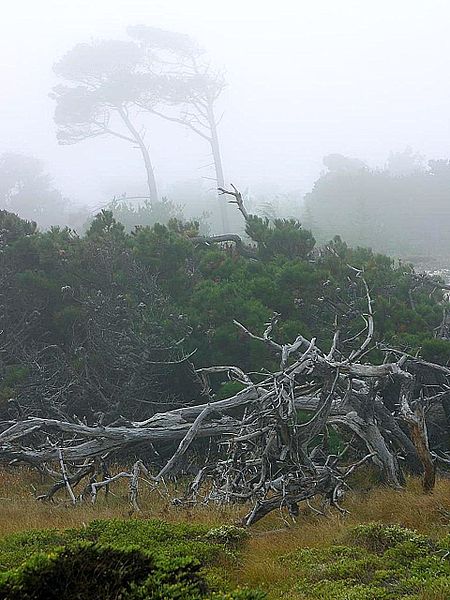 File:Monterey fog.jpg