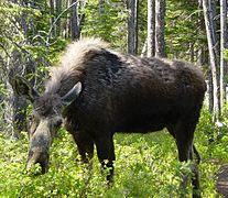 Female moose