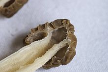 Section of a fruit body showing cap attachment to the stipe and inner surfaces Morchella populiphila 320999.jpg