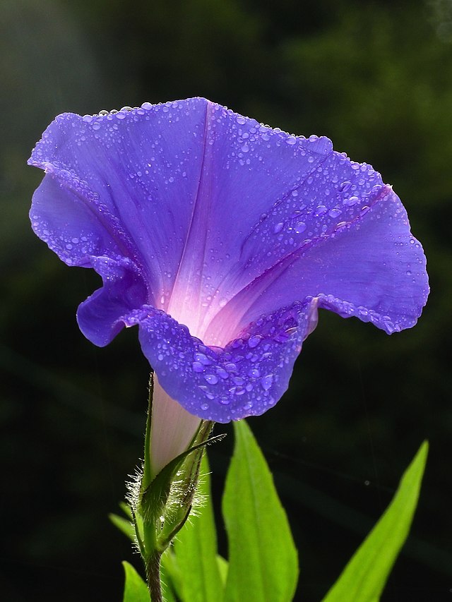 une fleur bleue