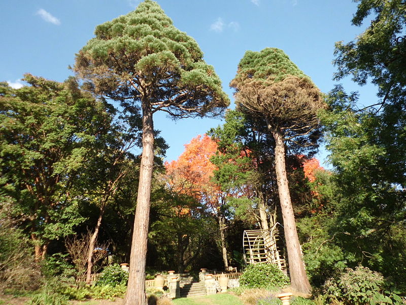 File:Morris Arboretum Sequoiadendron giganteum.JPG