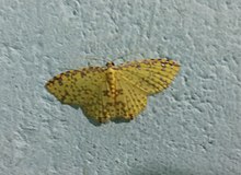 Moth sp. Кандалама қаласында, Шри-Ланка - 12.jpg