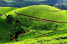 A scenic view from Munnar Munnar66.jpg