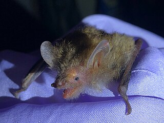 <span class="mw-page-title-main">Hidden tube-nosed bat</span> Species of bat