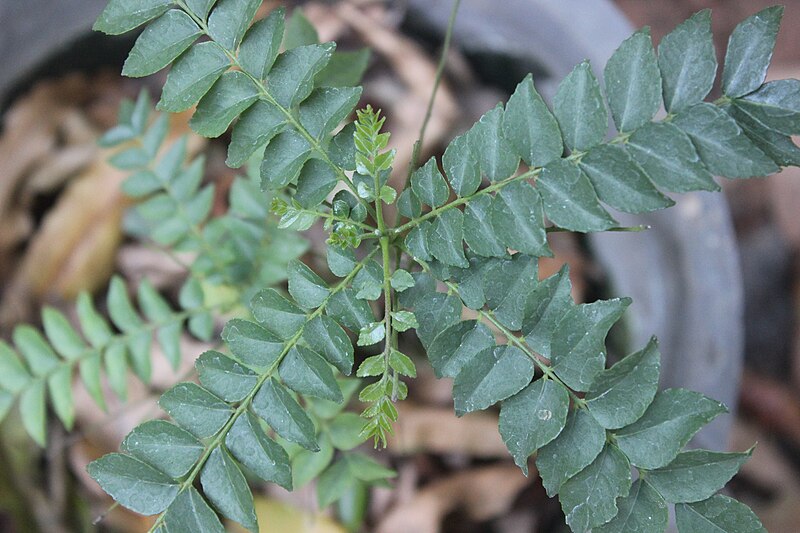 File:Murray koenigii (curry leaf plant).JPG