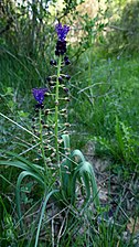 Muscari comosum (Muscari à toupet)