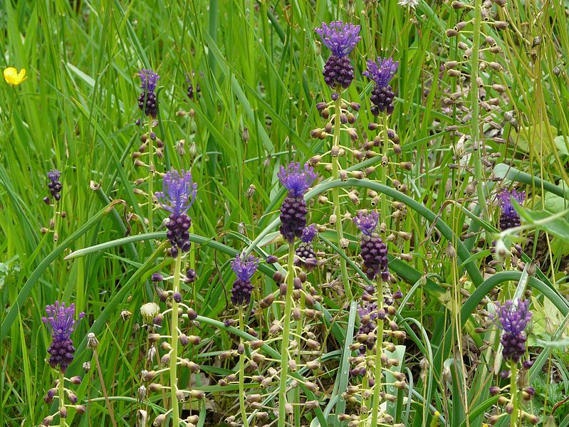 File:Muscari comosum 08-05-2010.JPG