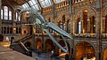 * Nomination Blue whale skeleton at the Central Hall of the Natural History Museum, London, England. --Poco a poco 18:54, 16 November 2023 (UTC) * Promotion  Support Good quality. --Plozessor 15:47, 24 November 2023 (UTC)