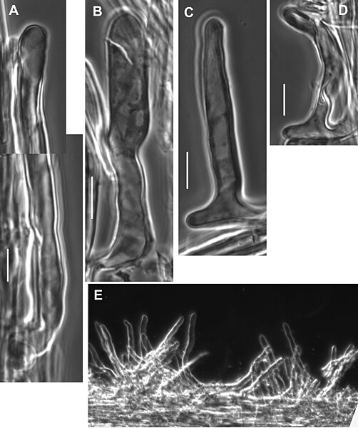 File:Mycetinis alliaceus (10.3897-mycokeys.24.12846) Figure 10.jpg