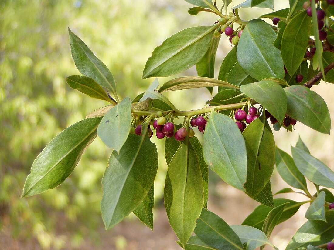 Myoporum laetum