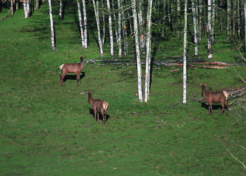 File:NRCSNM02050 - New Mexico (5385)(NRCS Photo Gallery).jpg