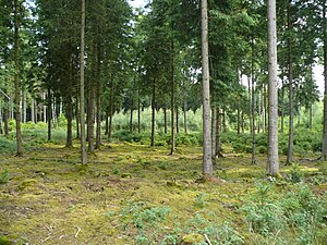 Spruce monoculture in the southern Zengermoos