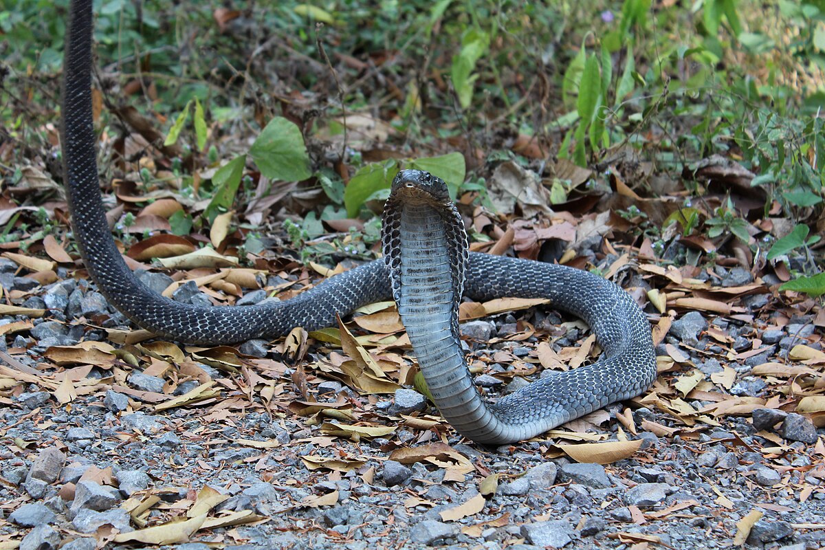 Cobra nativa do cerrado, Native snake of the brazilian savanna