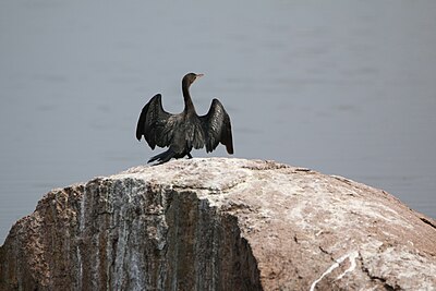 Nalagandla Cormorant.jpg