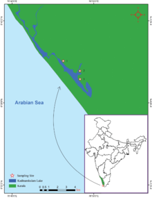 Namalycastis jaya localities.png