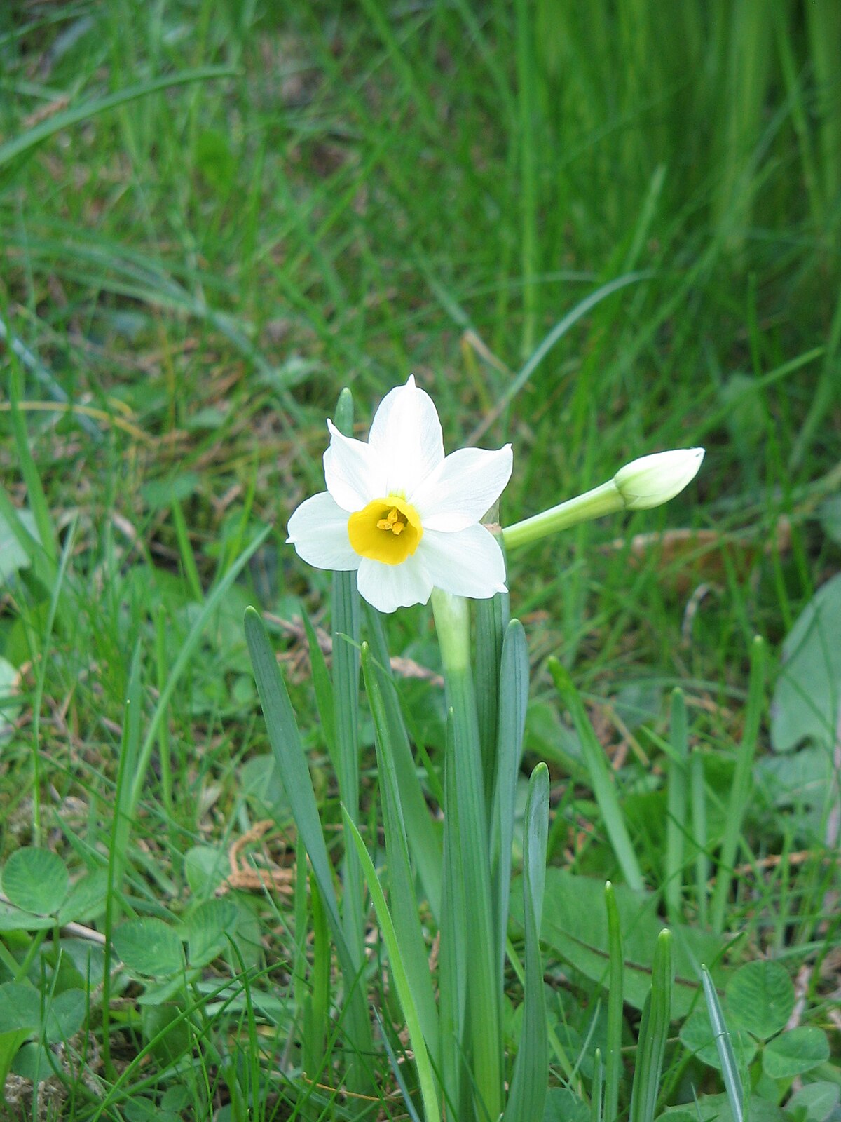 Бутон нарцисса. Canaliculatus Нарцисс. Нарцисс тацетта. Нарцисс (Narcissus). Tazetta/ Poetaz Нарцисс.