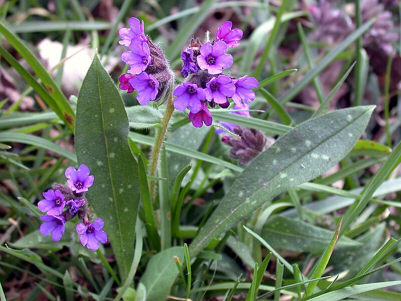 File:Narrow-leaved Lungwort Pulmonaria longifolia (6171512845).jpg