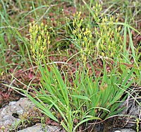 foliage