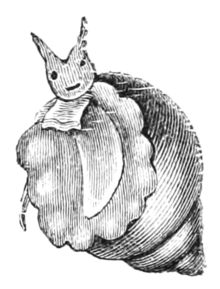 Natural History - Mollusca - Stylifer.png