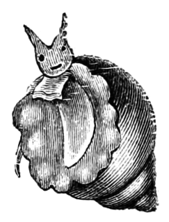 <i>Stilifer</i> Genus of gastropods