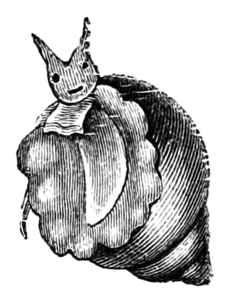 <i>Stilifer</i> Genus of gastropods