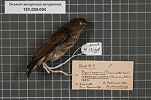 המרכז למגוון ביולוגי נטורליס - RMNH.AVES.131998 1 - Dicaeum aeruginosus aeruginosus (Bourns & Worcester, 1894) - Dicaeidae - דגימת עור ציפורים. Jpeg