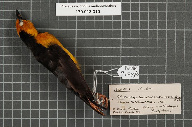 File:Naturalis Biodiversity Center - RMNH.AVES.150966 1 - Ploceus nigricollis melanoxanthus (Cabanis, 1878) - Ploceidae - bird skin specimen.jpeg