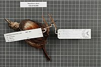 A bottom view of a stuffed specimen in the Naturalis Biodiversity Center Naturalis Biodiversity Center - RMNH.AVES.99810 2 - Napothera rabori Rand, 1960 - Timaliidae - bird skin specimen.jpeg