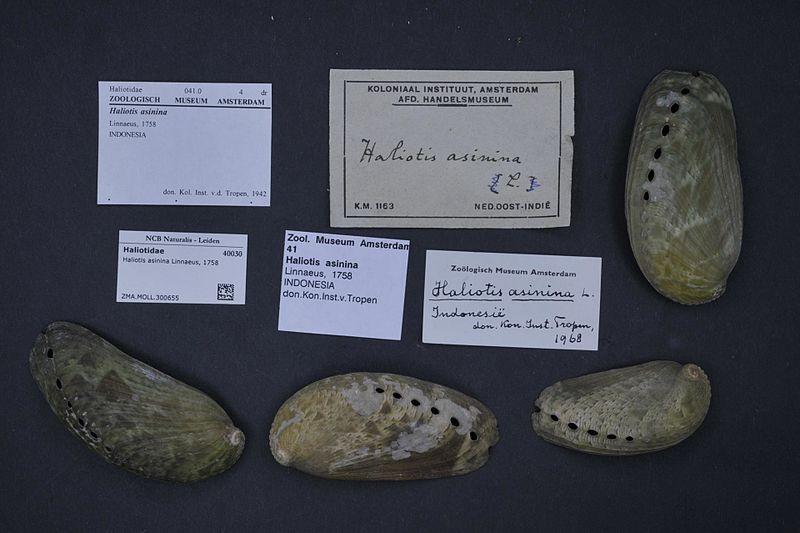 File:Naturalis Biodiversity Center - ZMA.MOLL.300655 - Haliotis asinina Linnaeus, 1758 - Haliotidae - Mollusc shell.jpeg