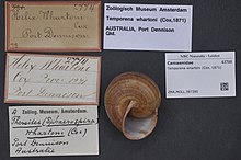 Naturalis Biodiversity Center - ZMA.MOLL.397390 - Temporena whartoni (Cox, 1871) - Camaenidae - Moluska shell.jpeg