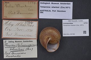 <i>Temporena whartoni</i> Species of gastropod