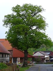 Linden tree in Kuventhal